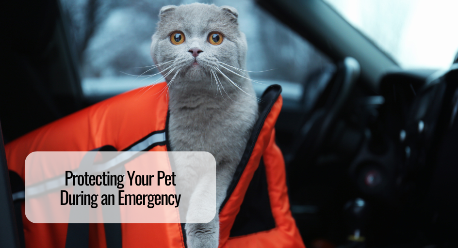 Protecting Your Pet During an Emergency 